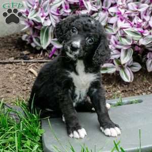 Dottie, Bernedoodle Puppy